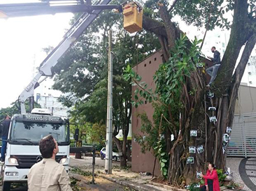 Poda e corte de árvores